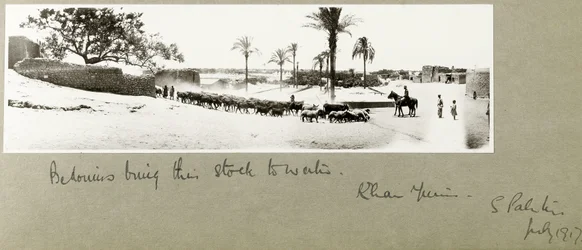 Bedouins bring their stock to water, Khan Yunis, South Palestine, July 1917